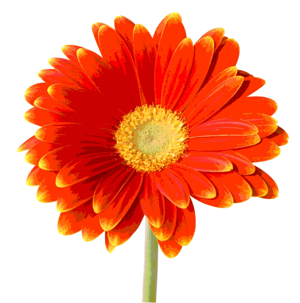 Zmieniający kolory gerber